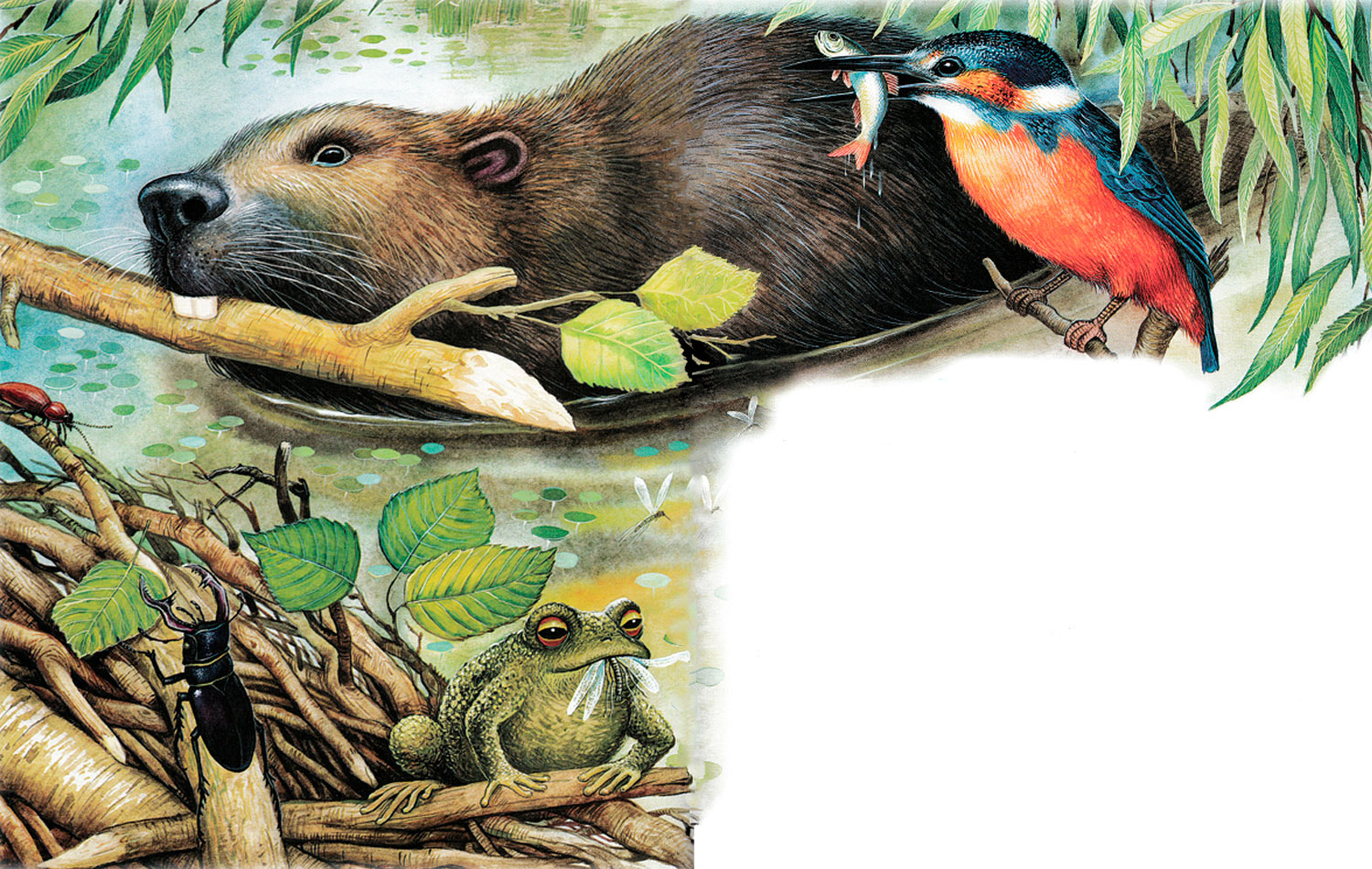 Бобер в реке