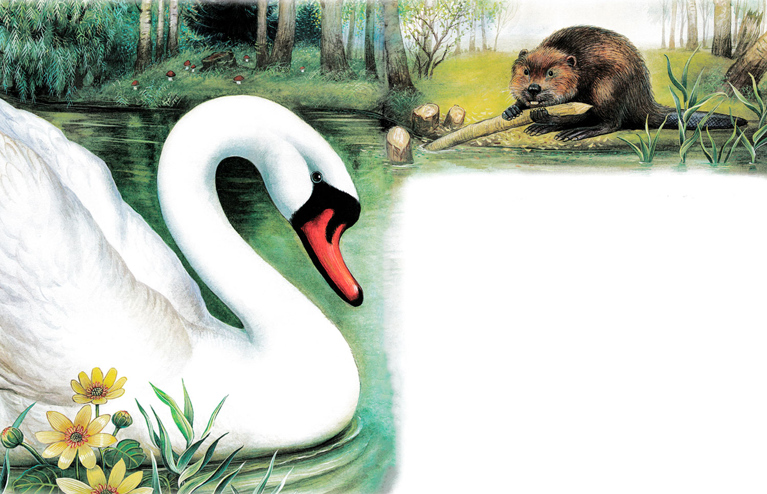 Лебедь и бобер