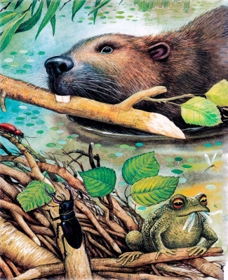 Глаза и уши