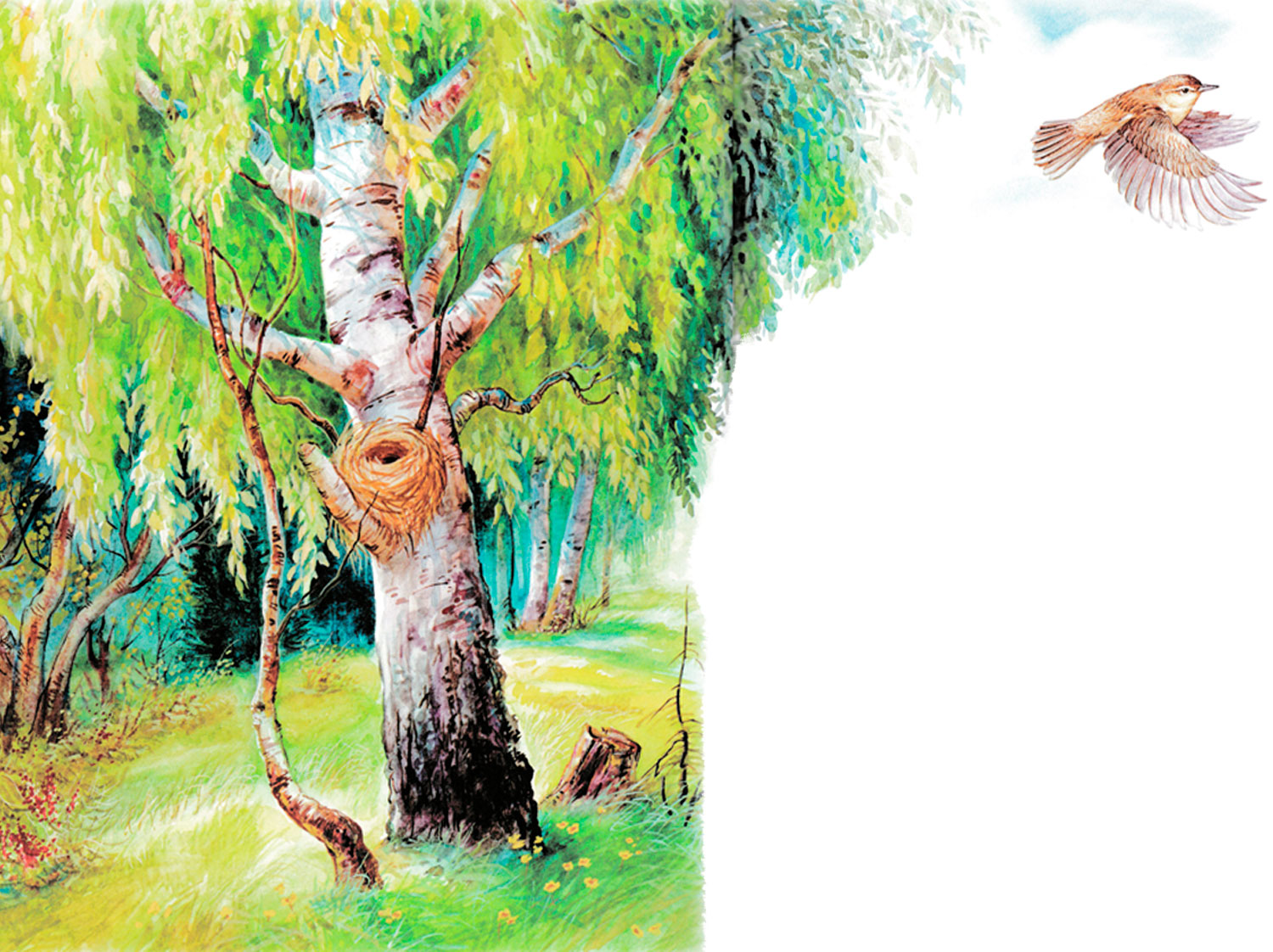 Гнездо птицы