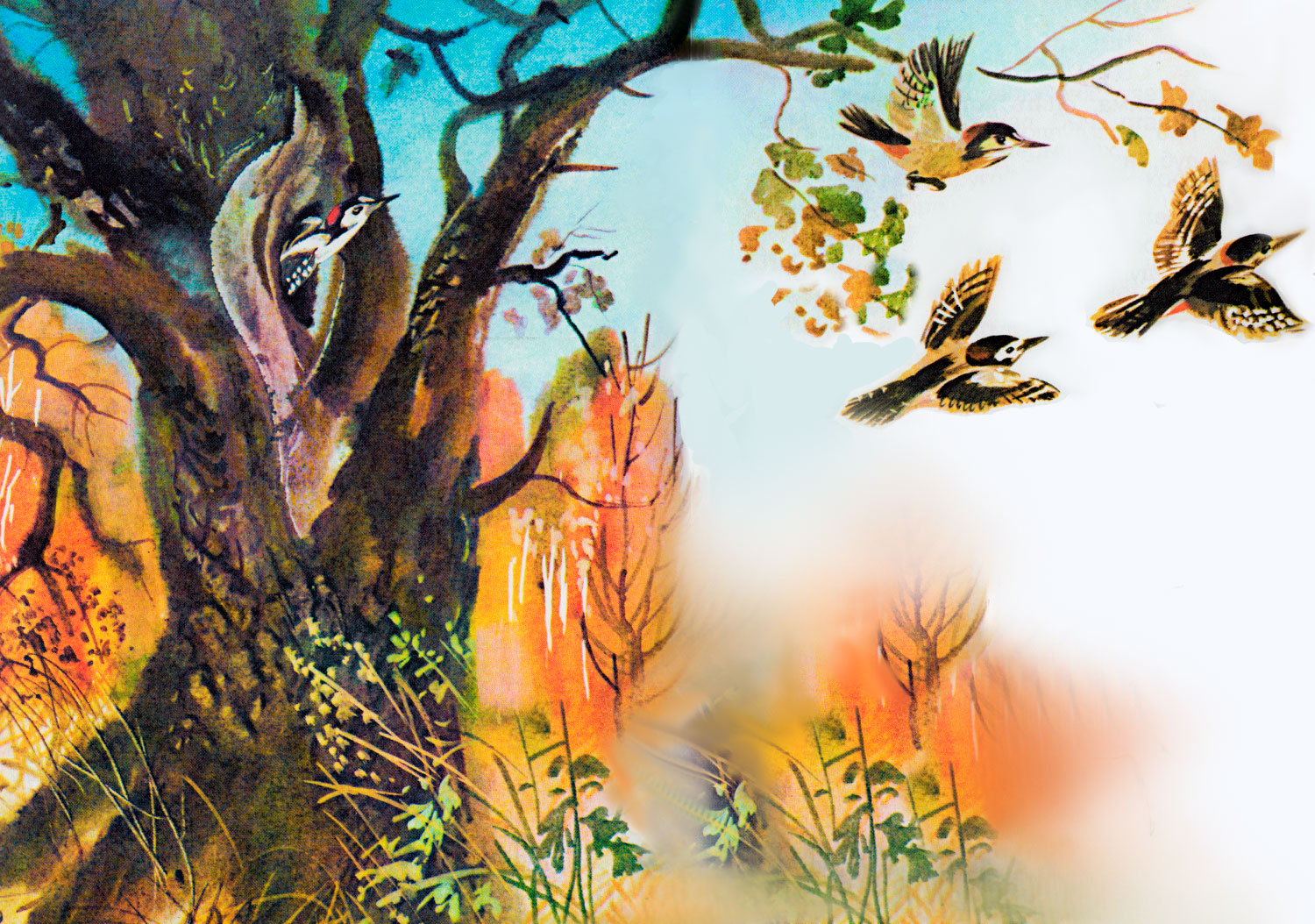 Дятел в дпуле