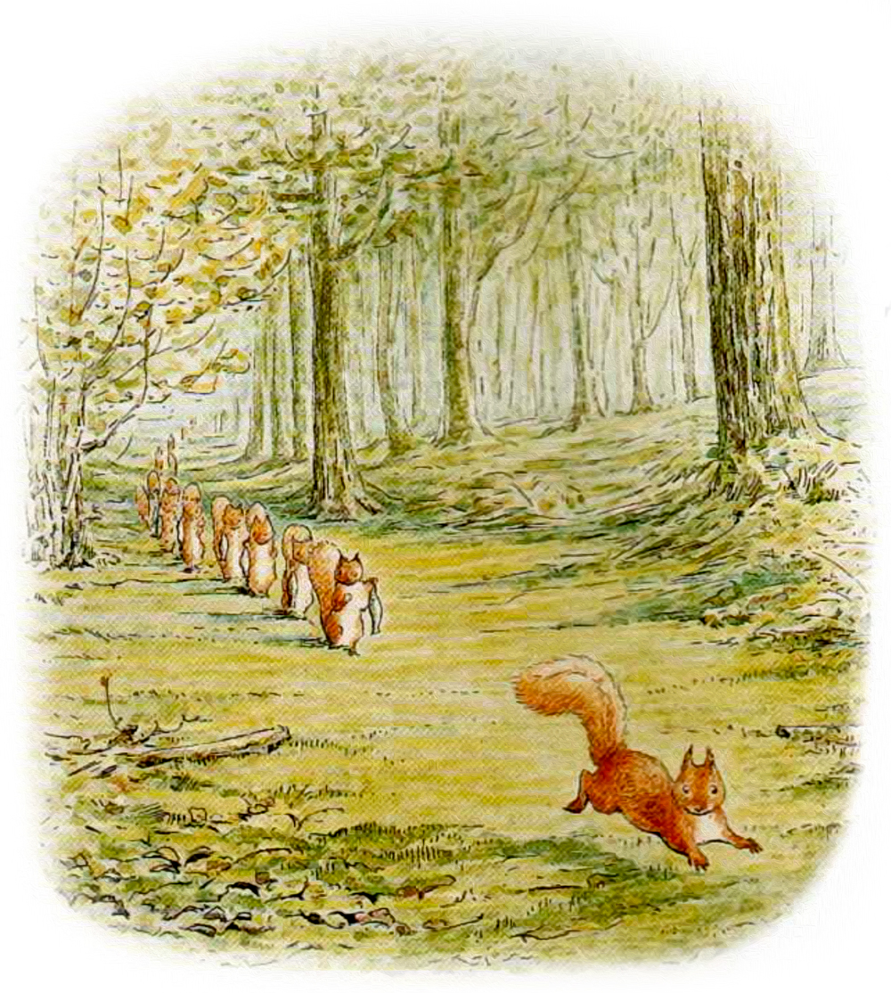 Белки идут по лесу