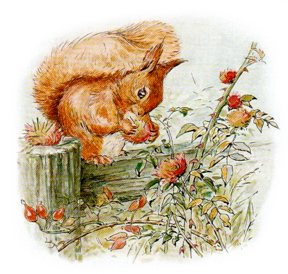 Бельчонок у шиповника