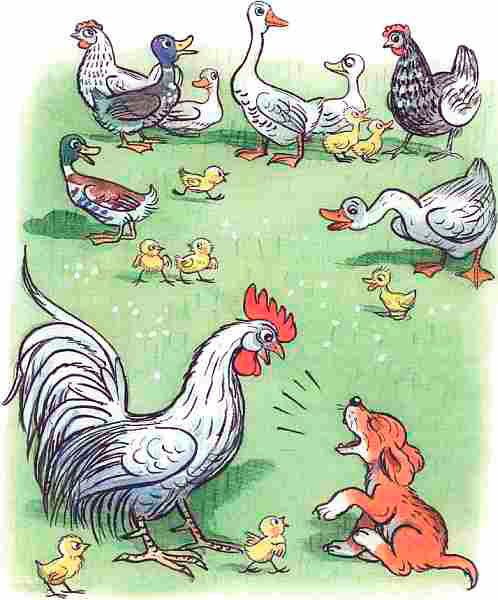 Щенок и петух