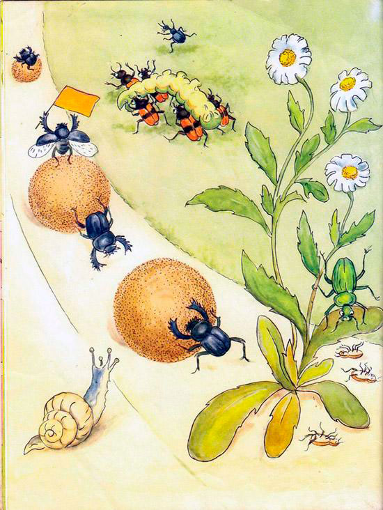 Жуки соревнуются