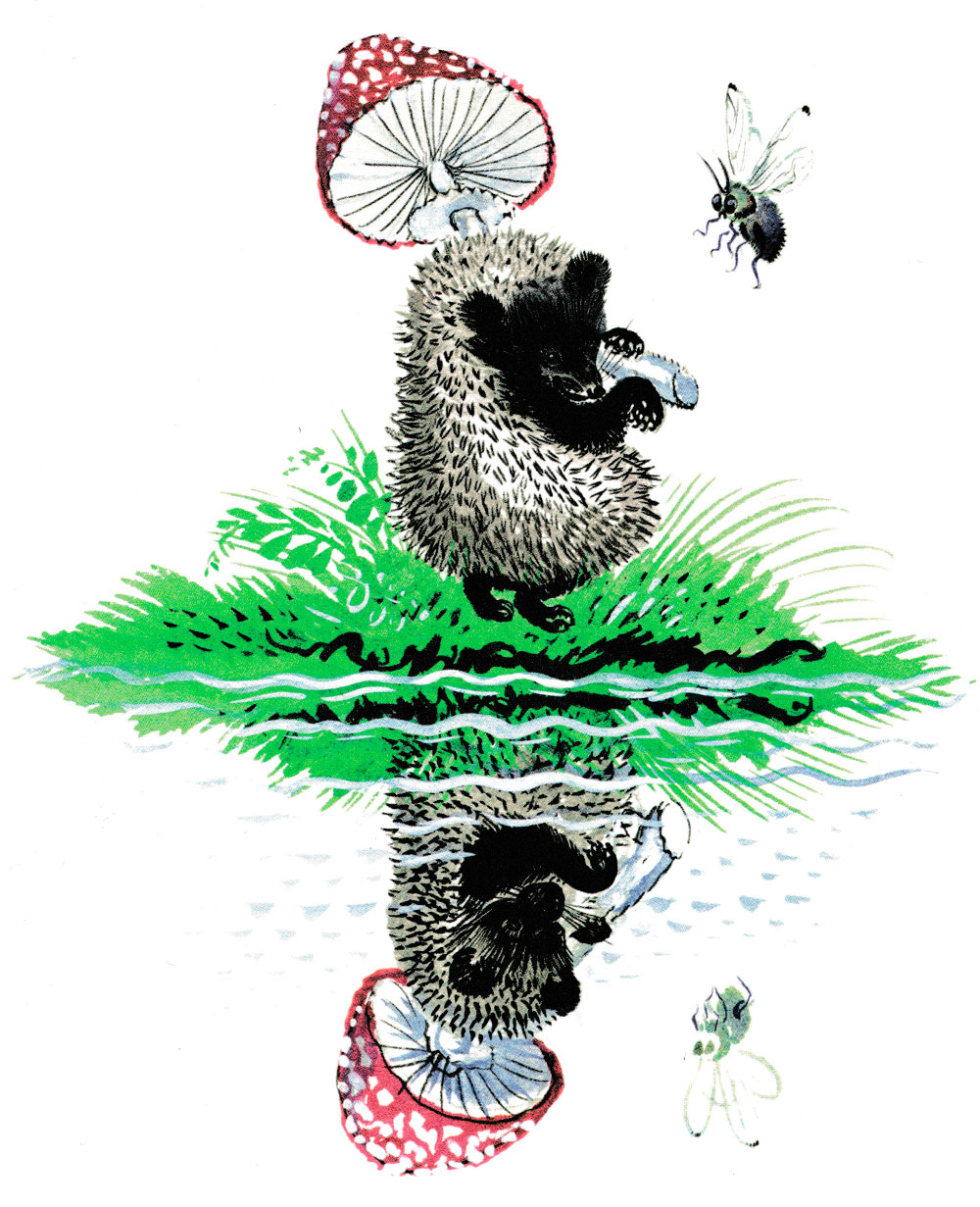 Ёжик и его отражение