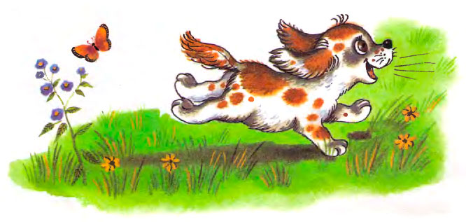 Щенок Питер