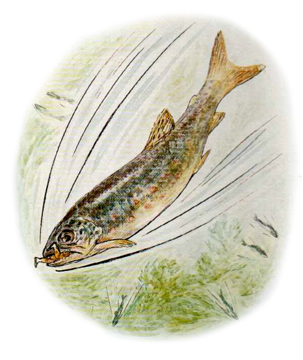 Большая форель