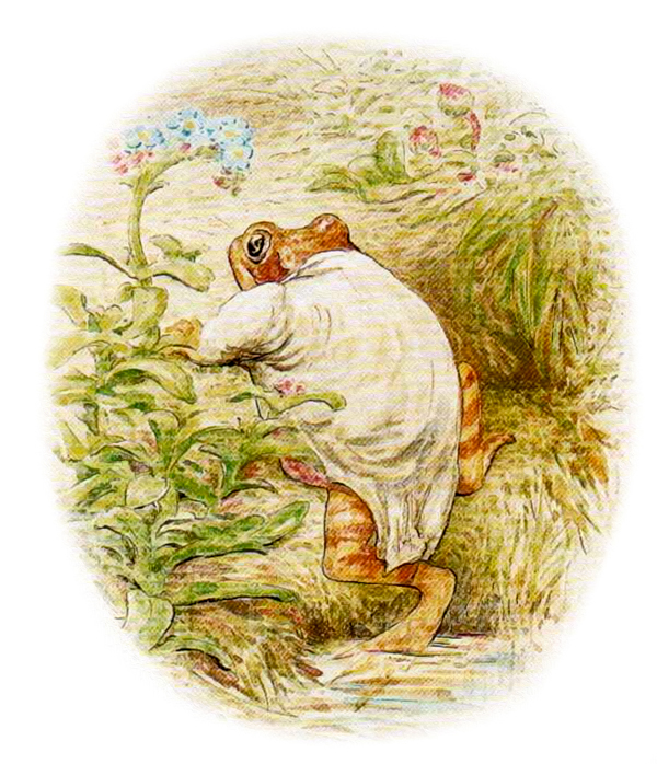 Лягушонок выползает из воды