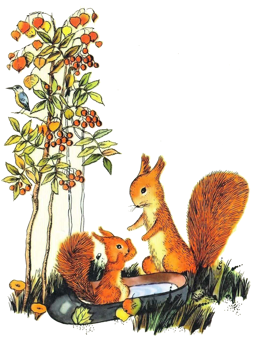 Белочка купает бельчонка в галоше