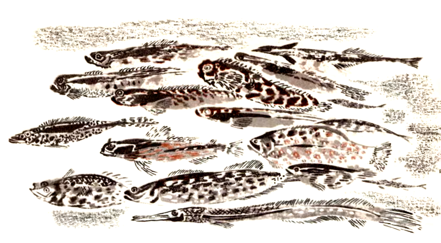 Много рыбок