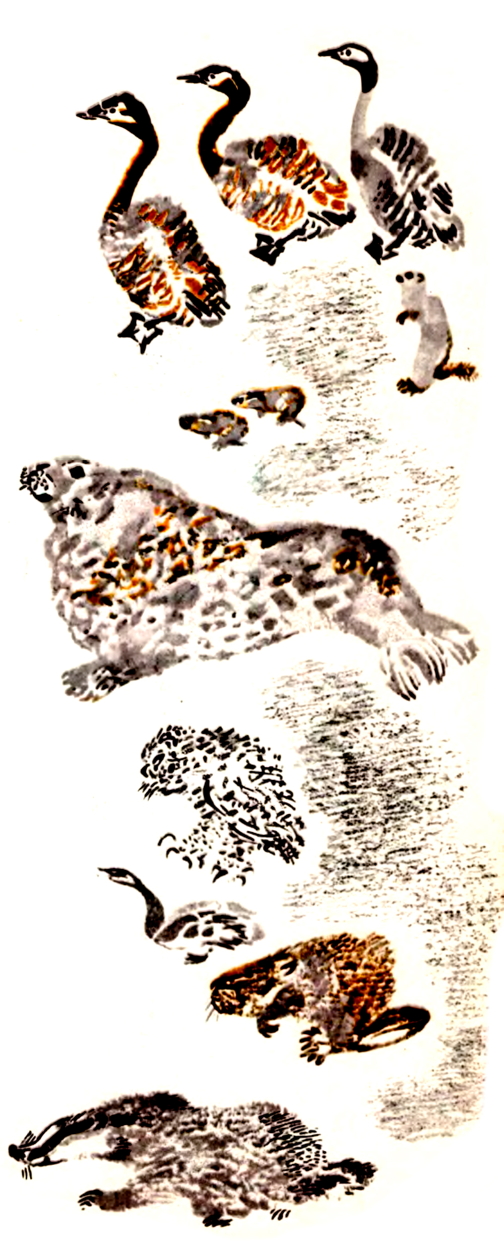 Утки и морж