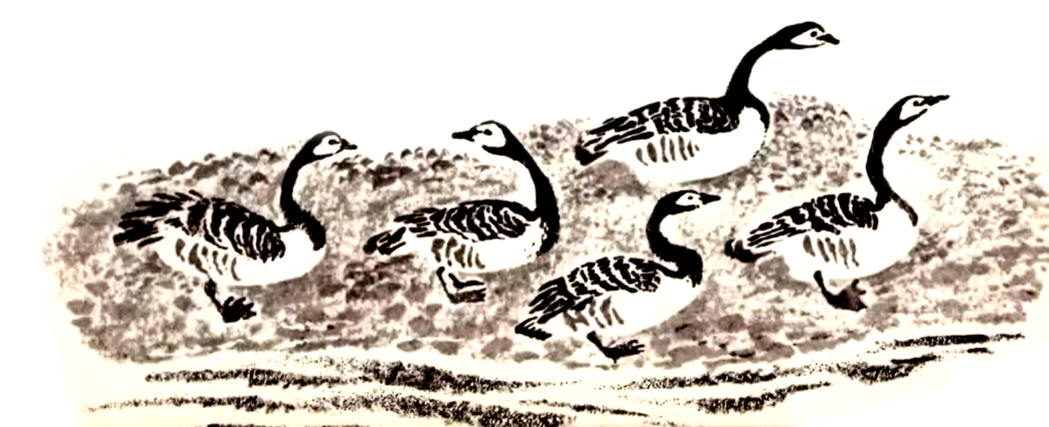 Уточки в воде