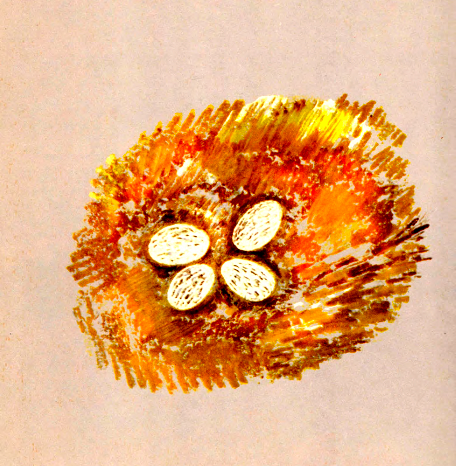 Гнездо с яичками